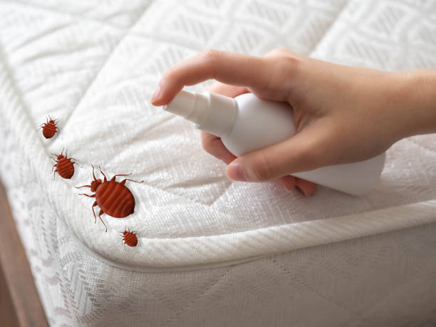 Best Local Pest Control Services  in Blackwell, OK