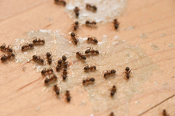 Best Termite Control Services  in Blackwell, OK