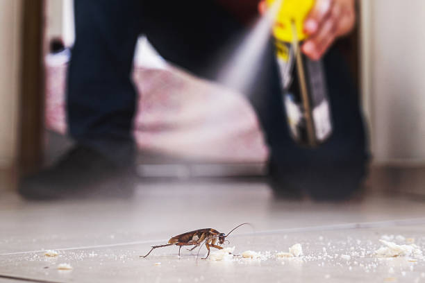 Best Mosquito Control Services  in Blackwell, OK